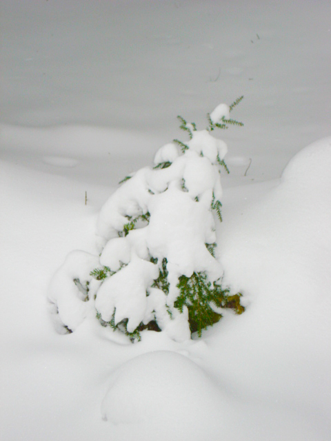 Little Tree in snow